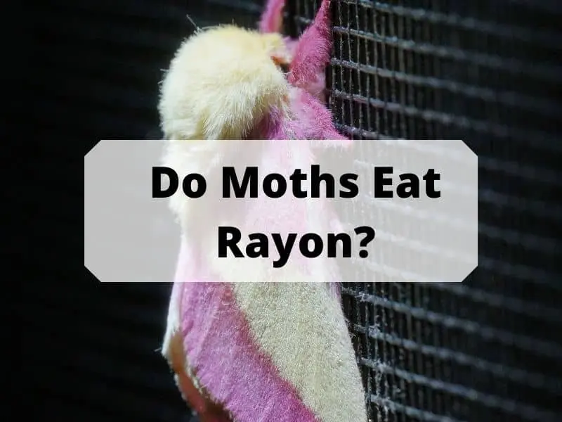 Do Moths Eat Rayon